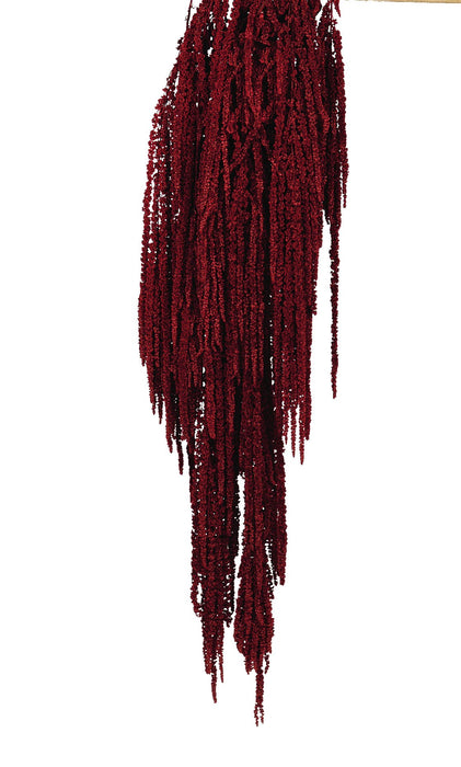 Preserved Amaranthus Caudatus - Burgundy (150g)