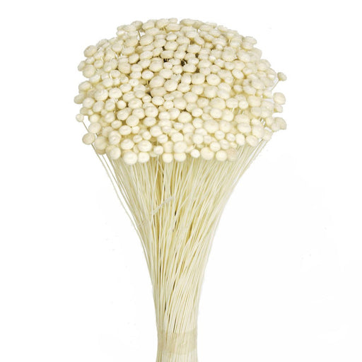 Amarelino - White (45cm tall, 120g)