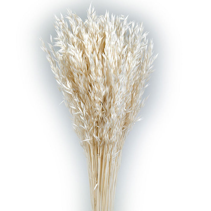 Avena Sativa (Oats) - White (80cm tall, 200g)