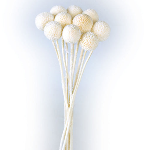 Preserved Craspedia - White (50cm tall, 10pcs per pk)