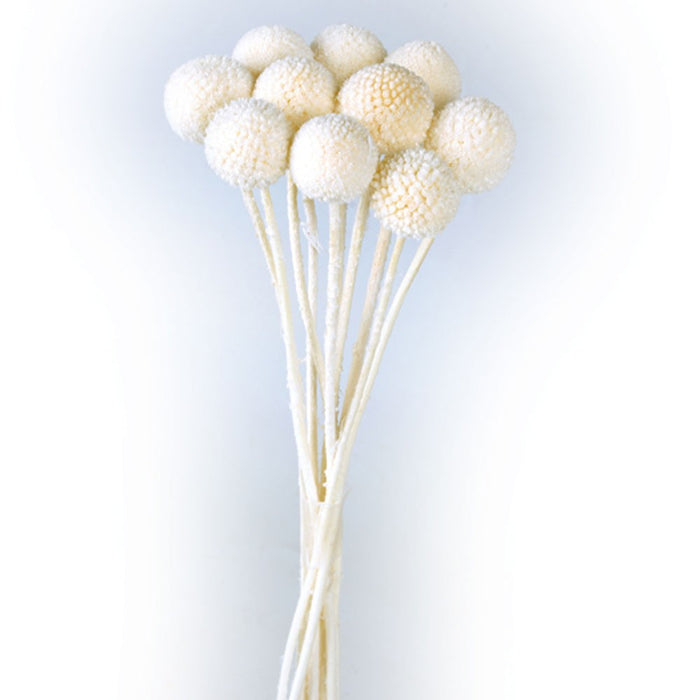 Preserved Craspedia - White (50cm tall, 10pcs per pk)