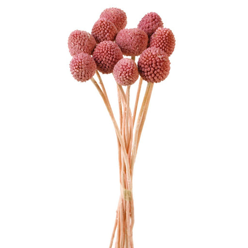 Preserved Craspedia - Antique Pink (50cm tall, 10pcs per pk)