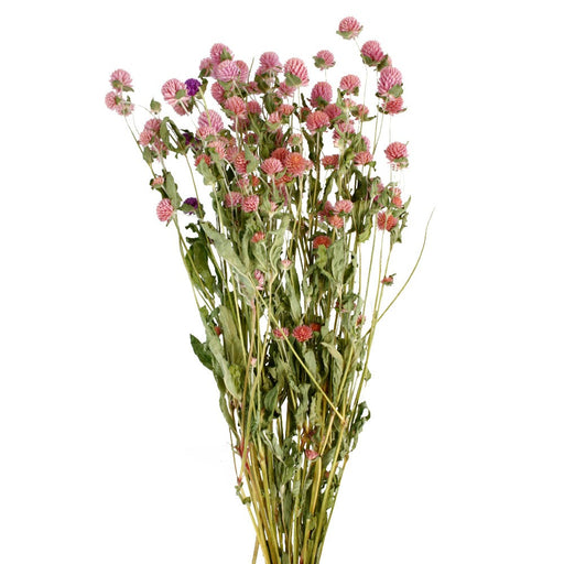 Gomphrena - Pink (70cm tall)