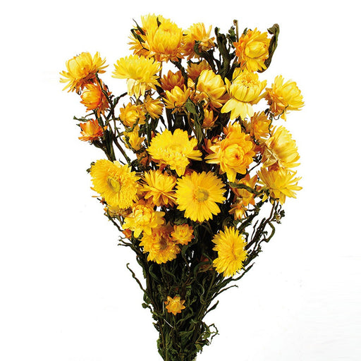 Helichrysum - Yellow (50cm tall)