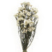 Preserved Rice Flower - Natural (60cm tall, 100g)