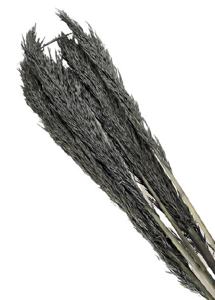 Cana Silvestre - Grey (approx. 90cm long, approx. 6pcs per pk)