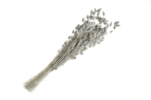 Phalaris - Grey (80cms long, 150g per pk)