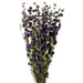 Dried Delphiniums - Blue (70cm tall)