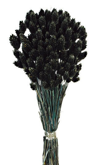 Phalaris - Black (80cms long, 150g per pk)