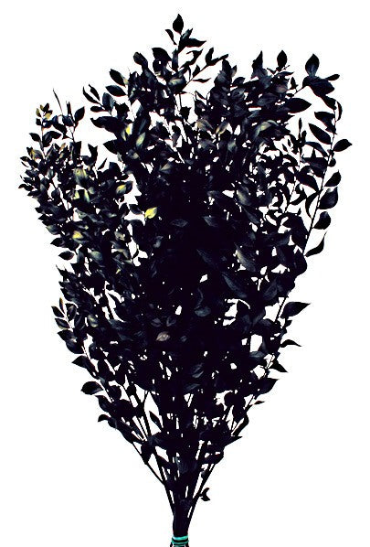 Preserved Ruscus - Black (70-80cm long)