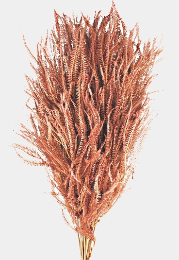 Preserved Three Fern - Antique Pink (45cm tall, 50g per pk)