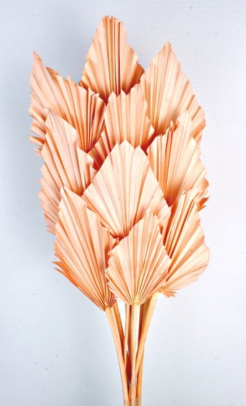 Palm Spear - Peach (10pcs per pk)