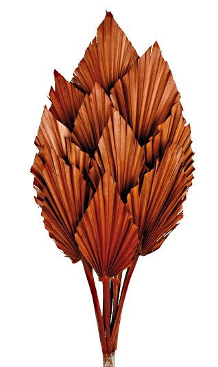 Palm Spear - Brown (10pcs per pk)