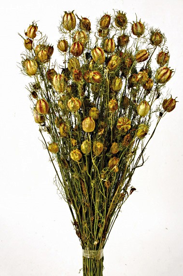 Nigella - Natural (50cm long)