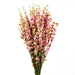 Dried Delphiniums - Pink (70cm tall)