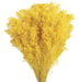 Preserved Broom Blooms - Yellow (50cm tall, 100g)