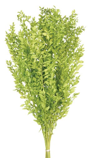 Preserved Ruscus - Lime Green (70-80cm long)