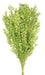 Preserved Ruscus - Lime Green (70-80cm long)