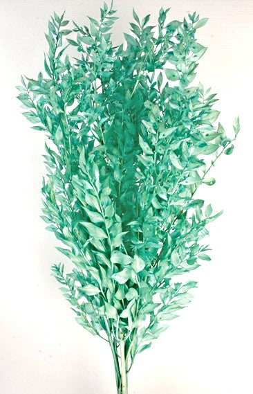 Preserved Ruscus - Turquoise (70-80cm long)