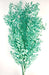 Preserved Ruscus - Turquoise (70-80cm long)