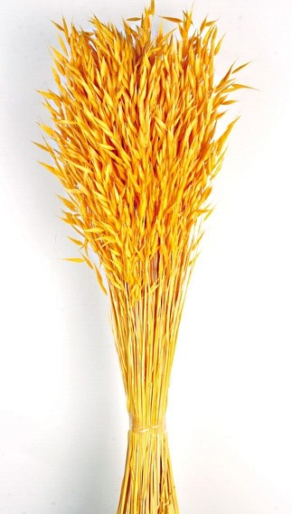 Avena Sativa (Oats) - Yellow (80cm tall, 200g)