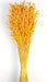 Avena Sativa (Oats) - Yellow (80cm tall, 200g)