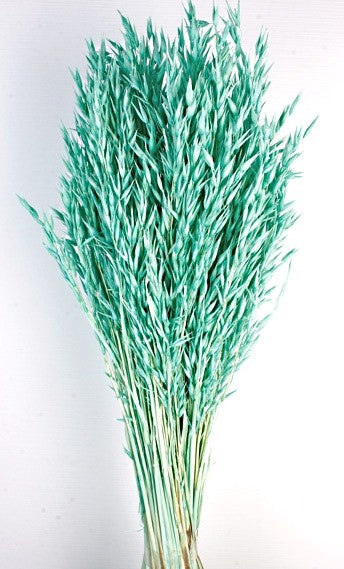 Avena Sativa (Oats) - Turquoise (80cm tall, 200g)