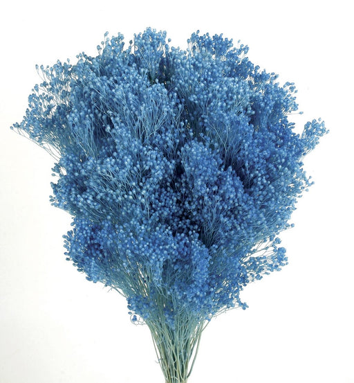 Preserved Broom Blooms - Blue (100g)