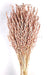 Avena Sativa (Oats) - Antique Mauve (80cm tall, 200g)