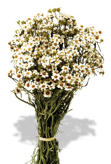 Dried Daisy (Oxodia) Bunch - Natural (30cm tall)