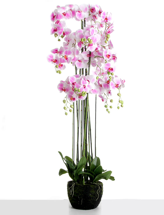 Real Touch Artificial Orchids In Moss Pot - Purple/White (150cm tall, 13 stems)