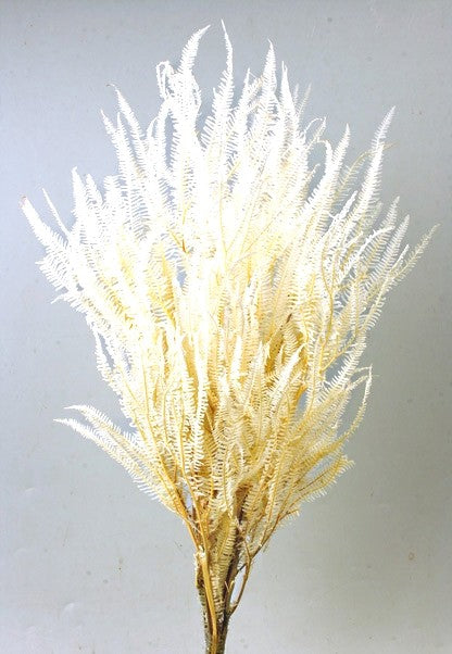 Preserved Three Fern - White (45cm tall, 50g per pk)