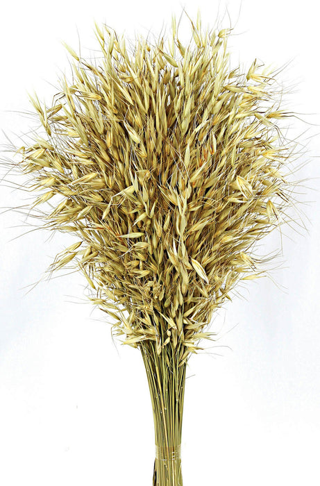 Avena Salvaje (Wild Oats) - Natural (80cm long, 200g per pk)