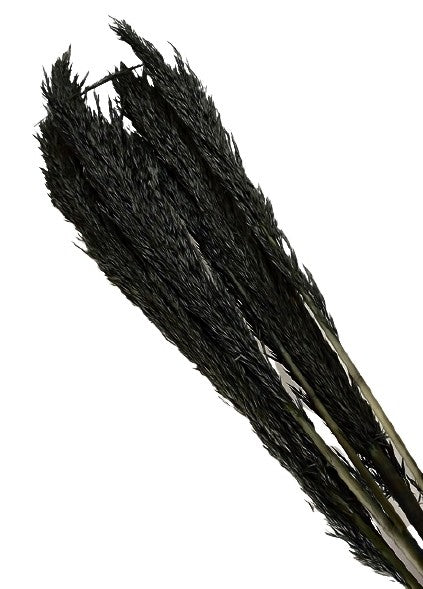 Cana Silvestre - Black (approx. 90cm long, approx. 6pcs per pk)