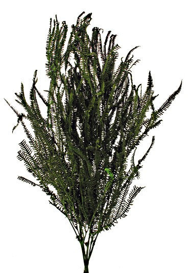 Preserved Three Fern - Green (45cm tall, 50g per pk)