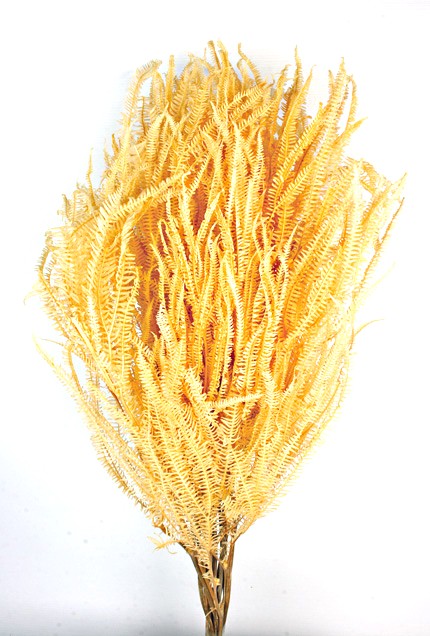 Preserved Three Fern - Cream (45cm tall, 50g per pk)