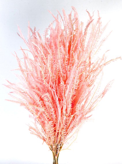 Preserved Three Fern - Pink (45cm tall, 50g per pk)