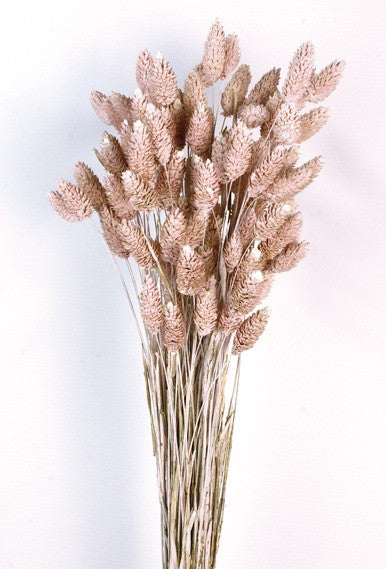 Phalaris - Dusty Pink (80cms long)