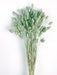 Phalaris - Dusty Green (80cms long, 150g per pk)