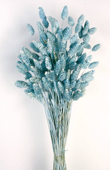 Phalaris - Dusty Blue (80cms long, 150g per pk)