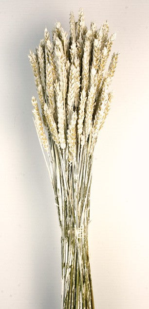 Wheat - Dusty White (60cm tall)