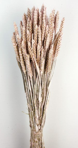 Wheat - Dusty Pink (60cm tall)