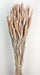 Wheat - Dusty Pink (60cm tall)