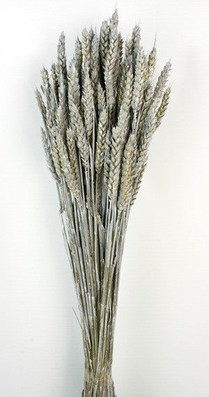 Wheat - Dusty Grey (60cm tall)