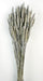 Wheat - Dusty Grey (60cm tall)