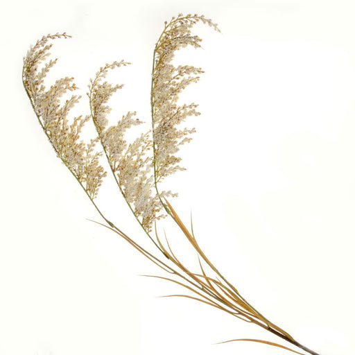 Artificial Pampas Spray - Cream (150cm long)