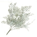 Senecio Cineraria Bush - Green/Grey (45cm long)