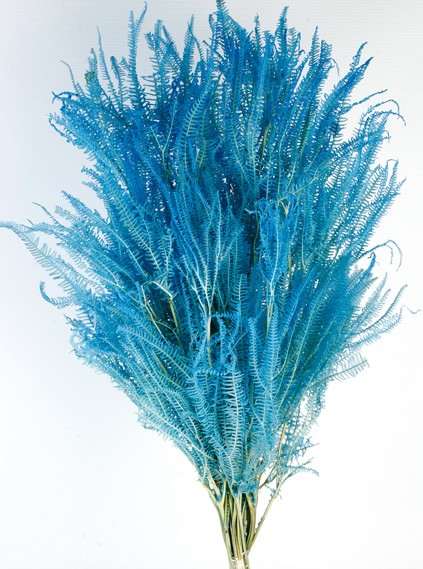 Preserved Three Fern - Blue (45cm tall, 50g per pk)