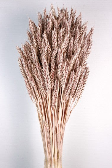 Wheat - Antique Mauve (60cm tall)