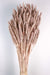 Wheat - Antique Mauve (60cm tall)